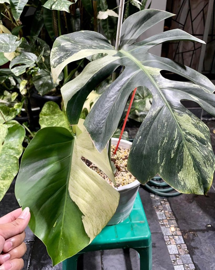 Monstera Deliciosa Borsigiana Mint Variegata Rare Monstera Greenboog