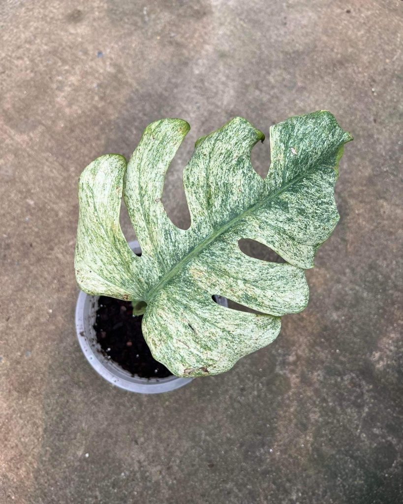 Monstera Mint Deliciosa Borsigiana Variegata For Sale New Price