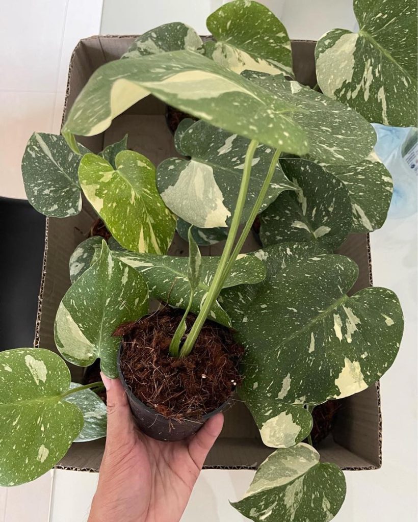 Special Price For 10 X Thai Constellation Monstera S Size Well Variegated