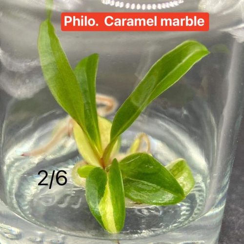 Philodendron Caramel Marble Variegated Tissue Culture