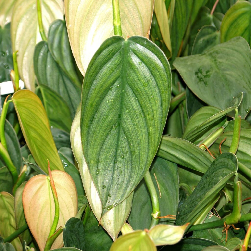 Philodendron Burle Marx Fantasy A Guide To Caring For This Stunning