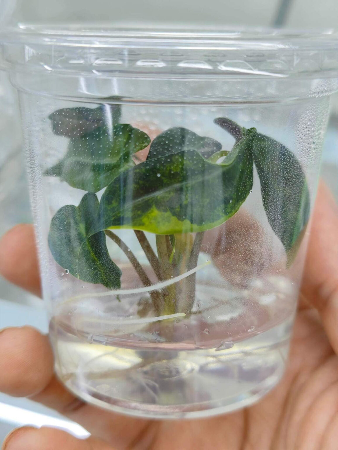 Tissue Culture Alocasia Bambino Aurea Variegated Rare Plant Greenboog