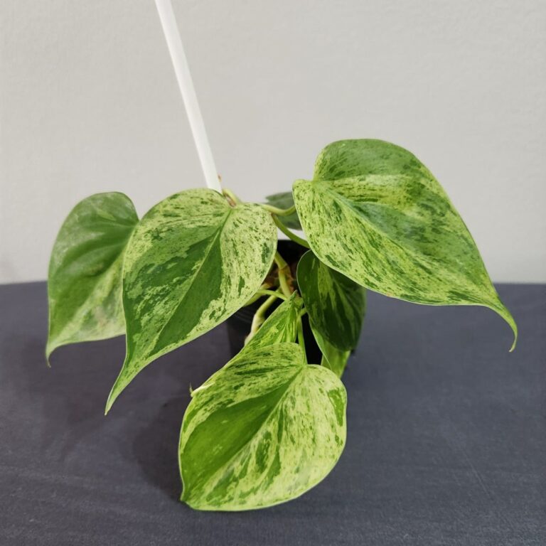 5 Reasons Why Variegated Heartleaf Philodendron Is Ideal