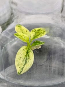 Philodendron joepii variegated Tissue Culture