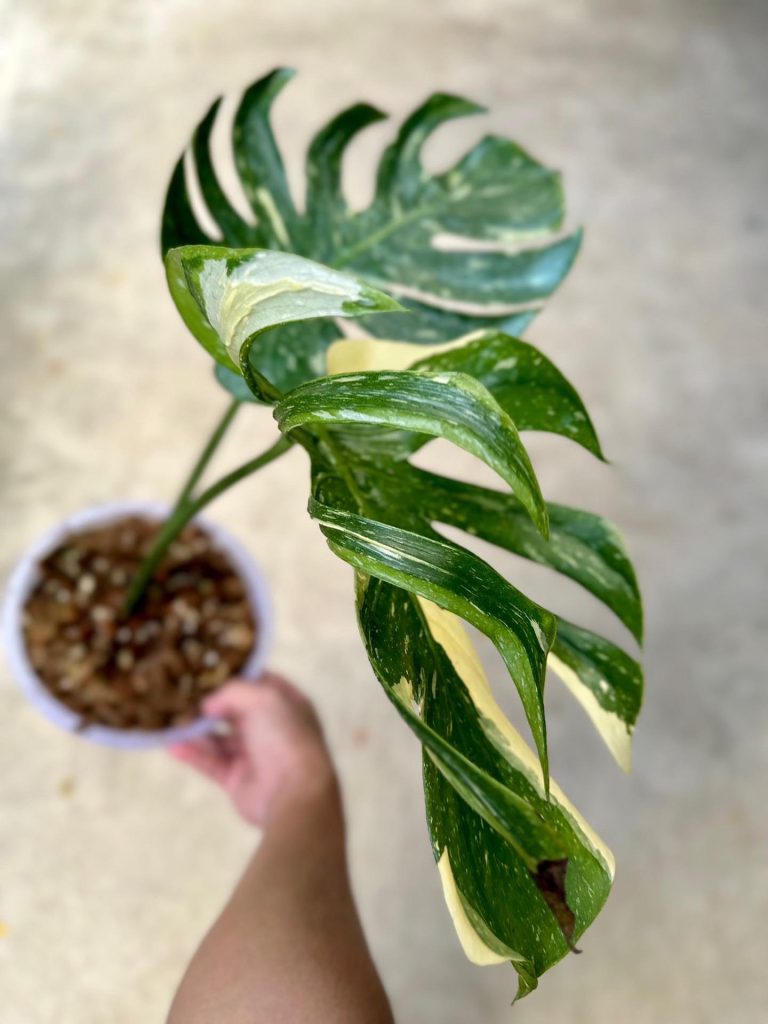 Monstera Medusa Monstera Thai Constellation Medusa Greenboog