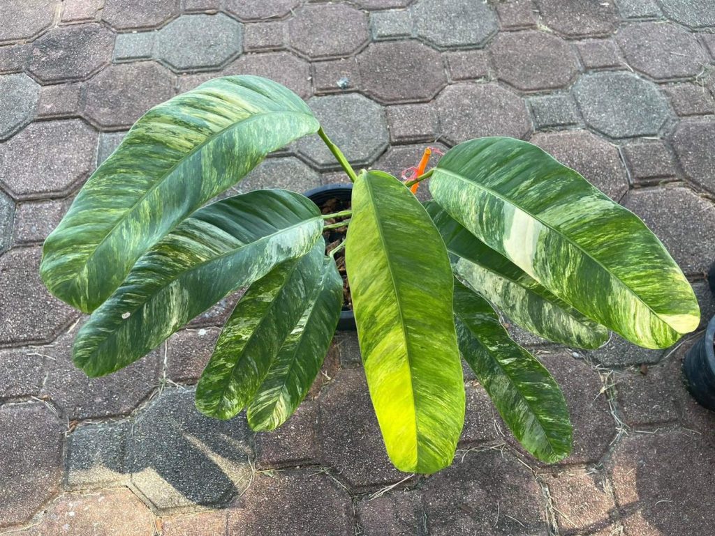 Epipremnum Giganteum Variegated Tri Color Pot Rare Variegated Plant