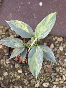 Philodendron silver sword variegated