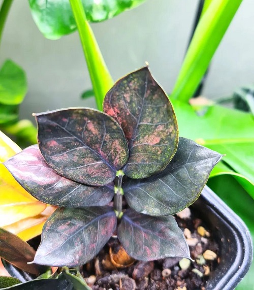 Rare Exotic Aroid Plants For Sale Collector S Corner Greenboog