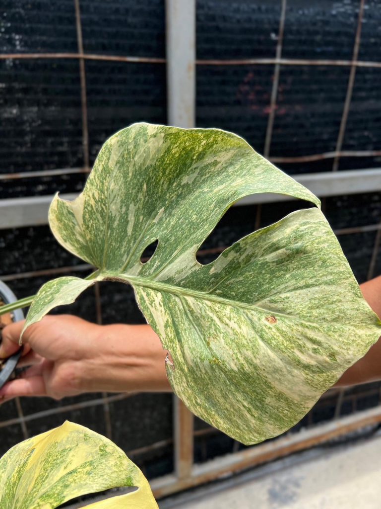 Monstera Thai Constellation Legacy 5 Pot Rare Variegated Monstera