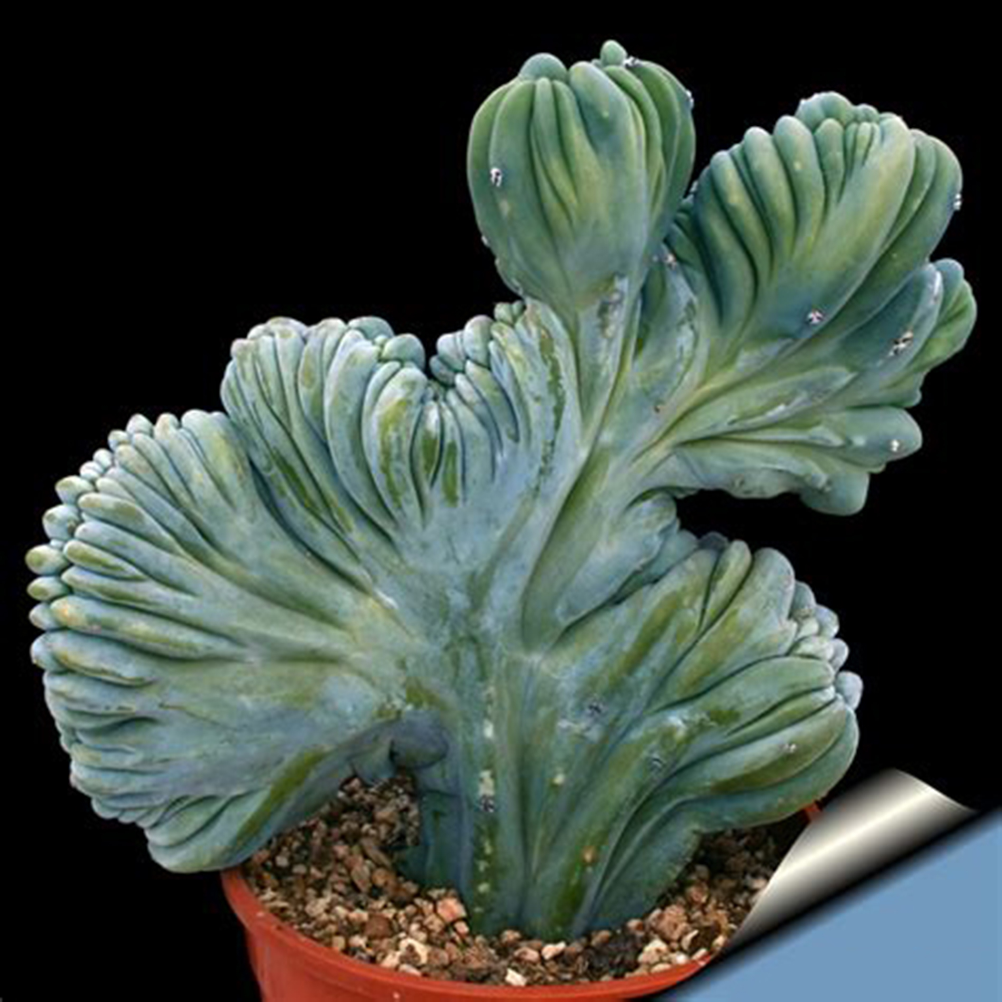 MYRTILLOCACTUS Archives - BOTGarden