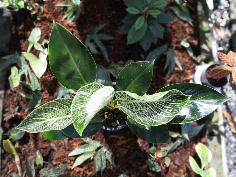 Where to Buy House Plants 2023? What You Need to Know