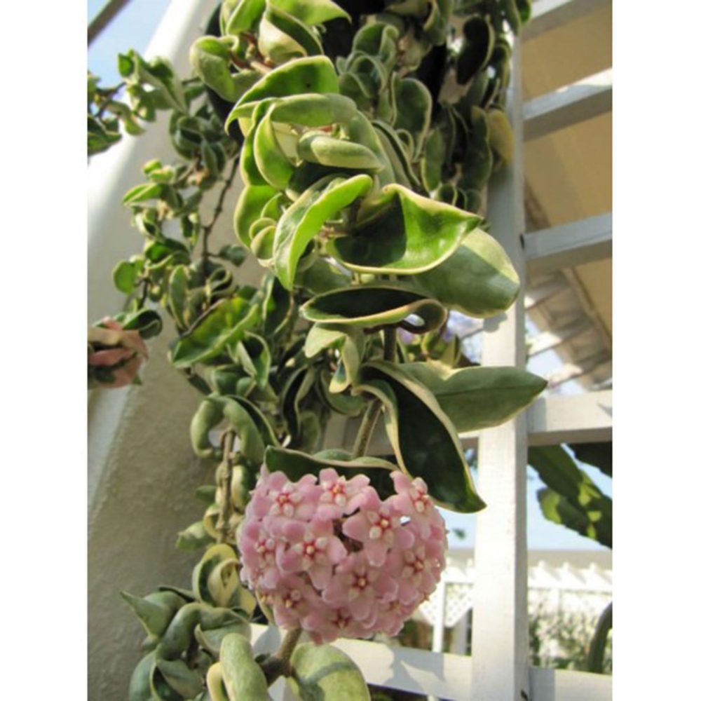 Hoya compacta Variegata