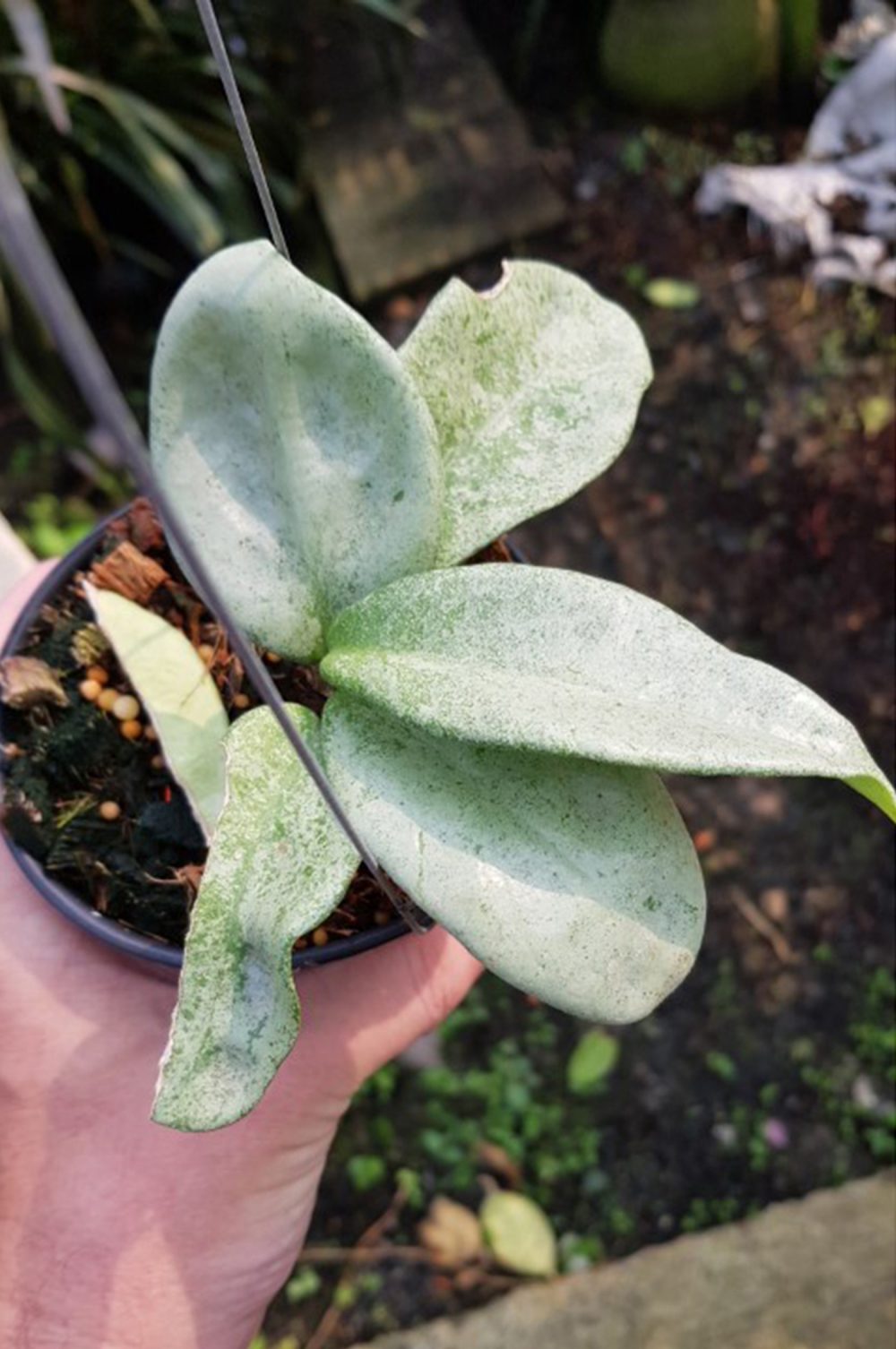 Hoya carnosa gray ghost