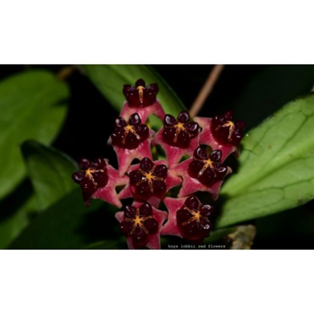 Hoya lobbii (red)