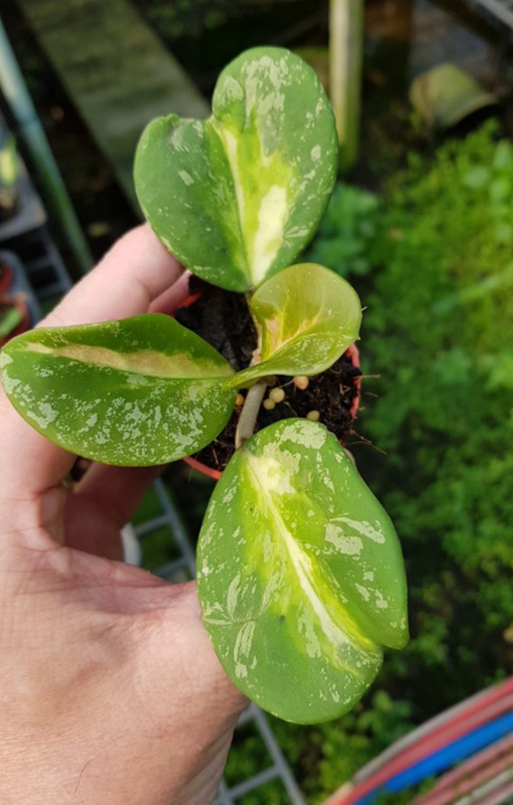 Hoya obovata variegata