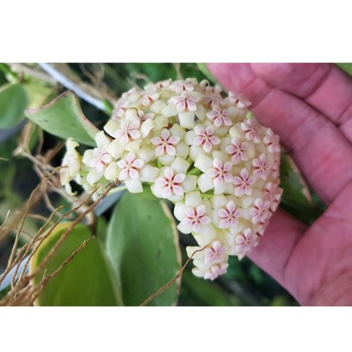 Hoya pachyclada albomarginata