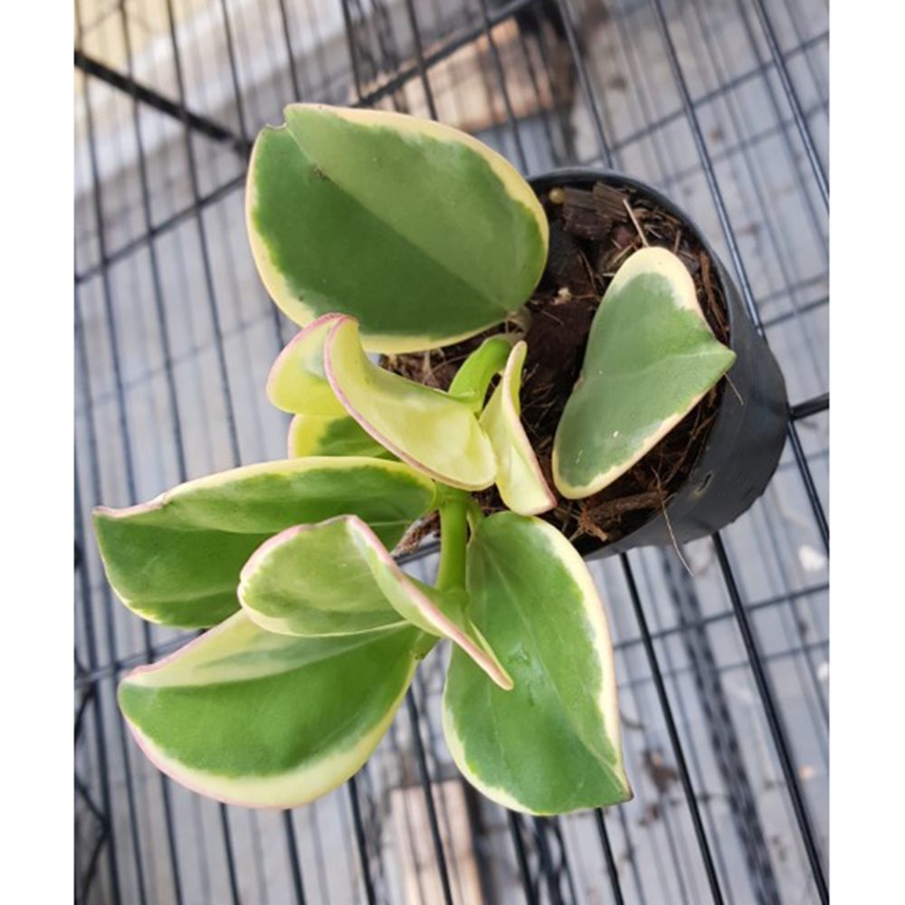 Hoya pachyclada veriegata