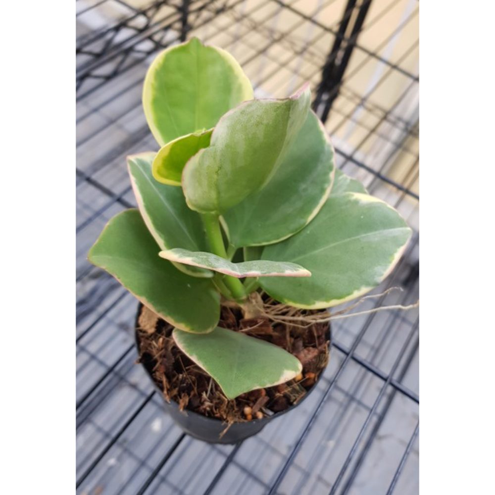 Hoya pachyclada albomarginata (circle leaves) - Image 2