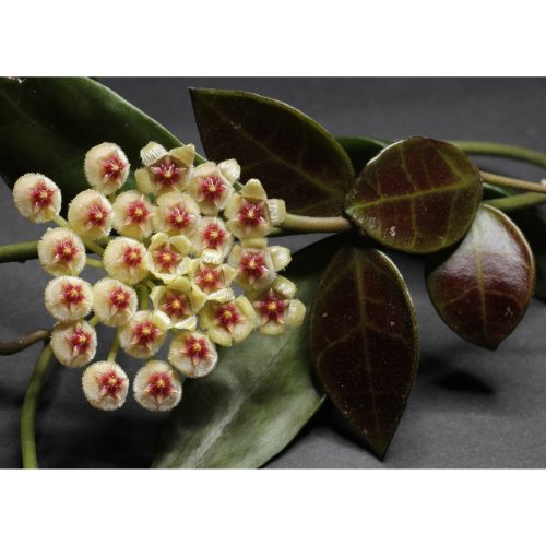 Hoya Walliniana 4"