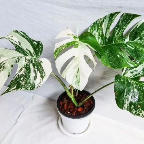 Monstera deliciosa Borsigiana Albo variegata