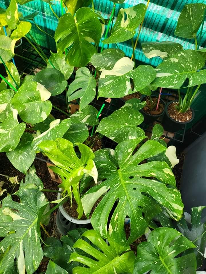 Monstera Deliciosa variegata Thai Constellation - BOTGarden