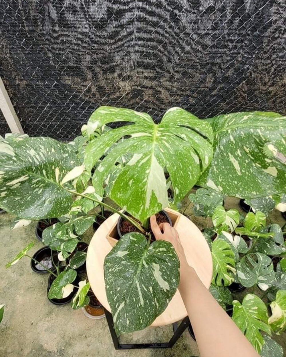 Monstera Deliciosa variegata Thai Constellation 5