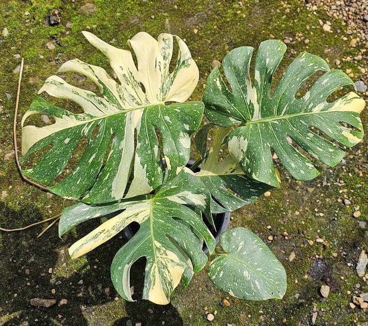 4 Monstera 'Thai Constellation'  Rare Tropical Plants For Sale
