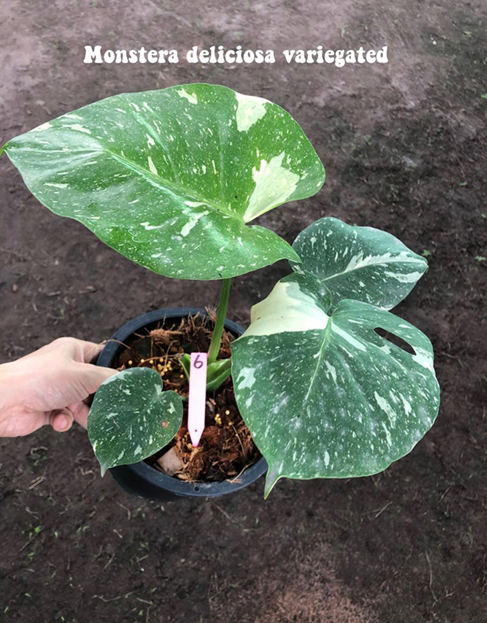 Monstera Deliciosa Variegata Thai Constellation Variegated Medium Size Botgarden