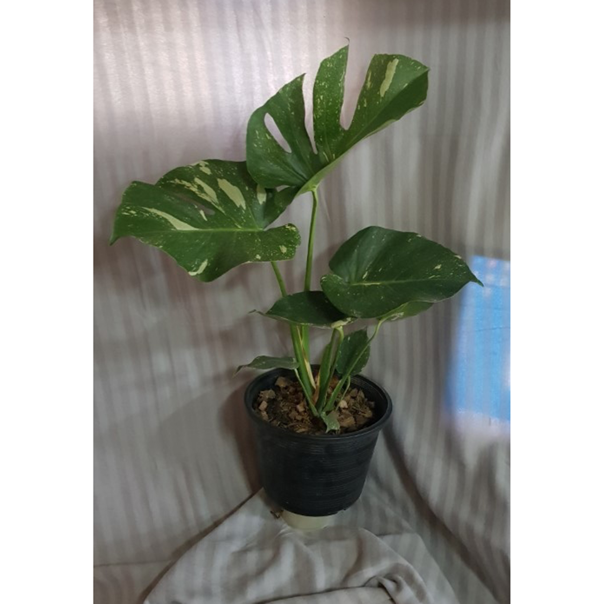 Monstera Deliciosa Variegata Thai Constellation Xl Size Botgarden