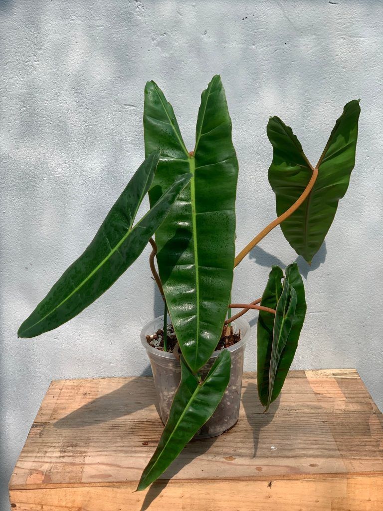 Philodendron Billietiae