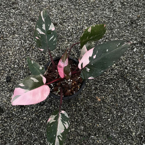 Philodendron Pink Princess (well variegated)
