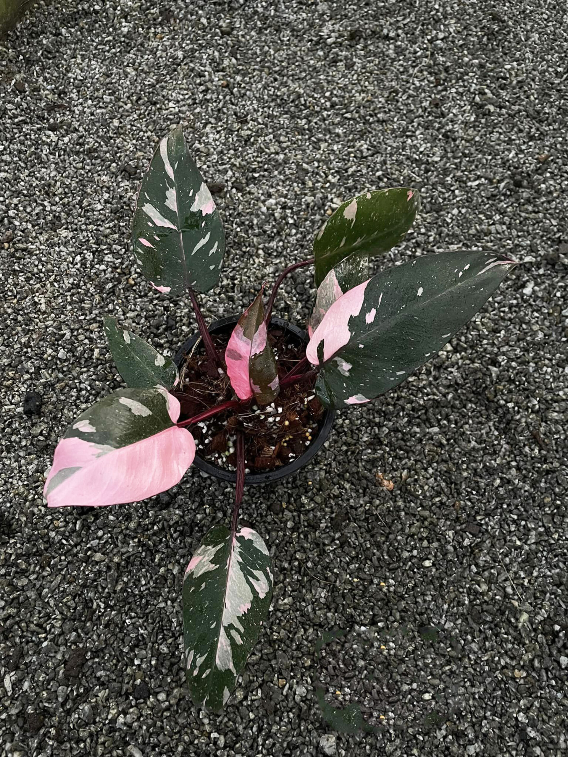 Sphagnum Moss  Pink Leaf Wholesale
