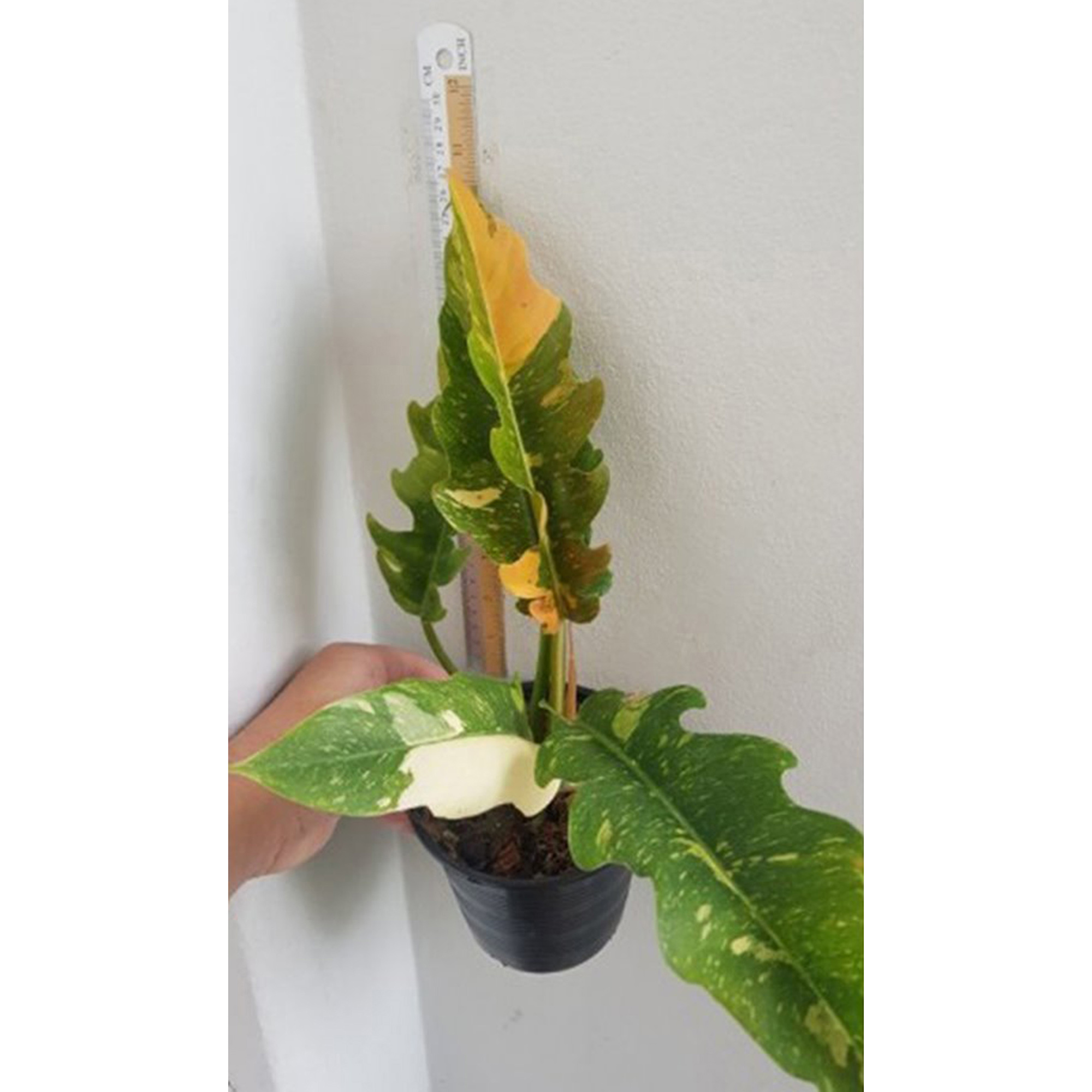 Philodendron Tiger Tooth Ring Of Fire Narrow Botgarden