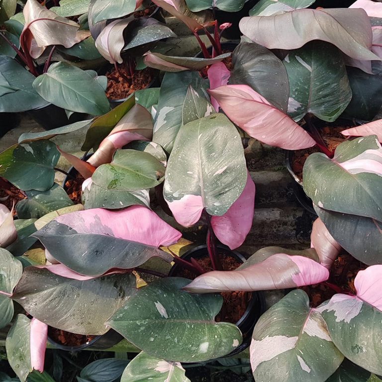 Philodendron Pink Princess BOTGarden