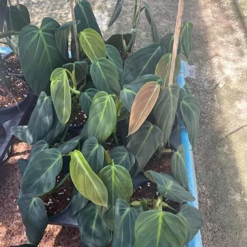 Philodendron gigas
