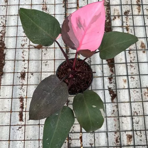 Philodendron Pink Princess