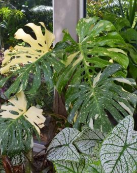 Plants
