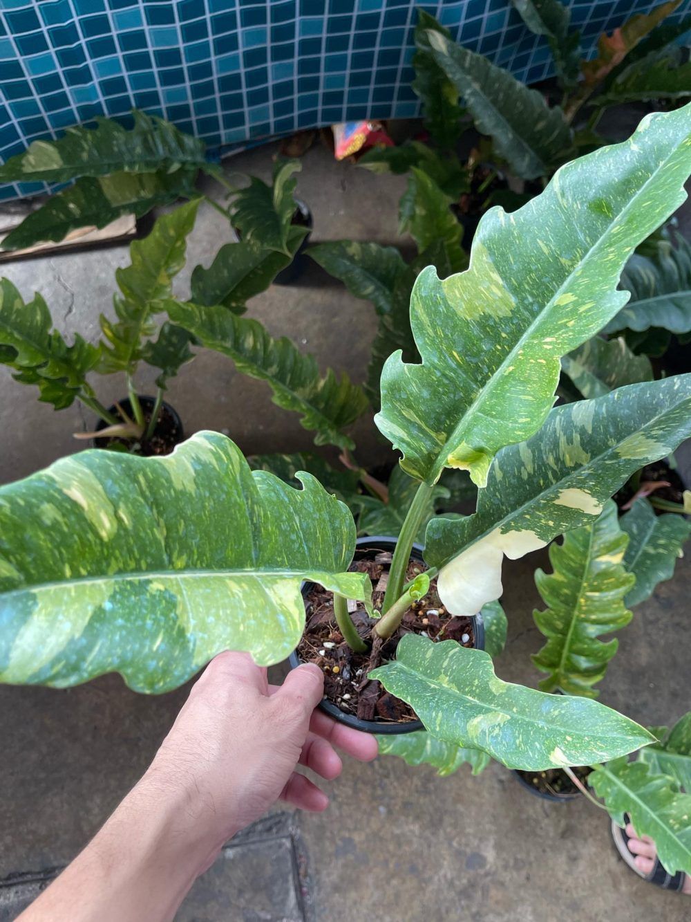 Philodendron Ring of Fire Variegated