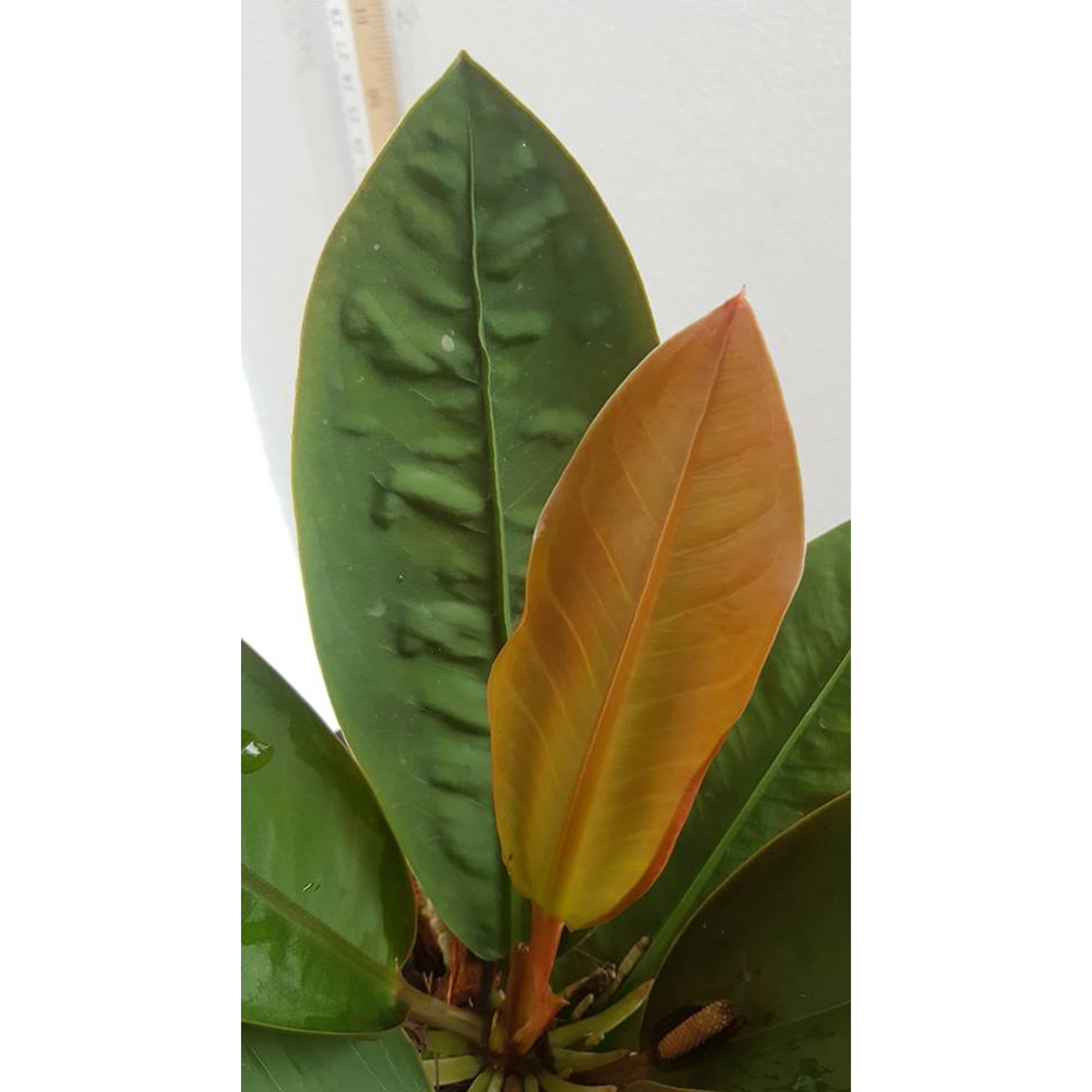  Anthurium  neo superbum  BOTGarden