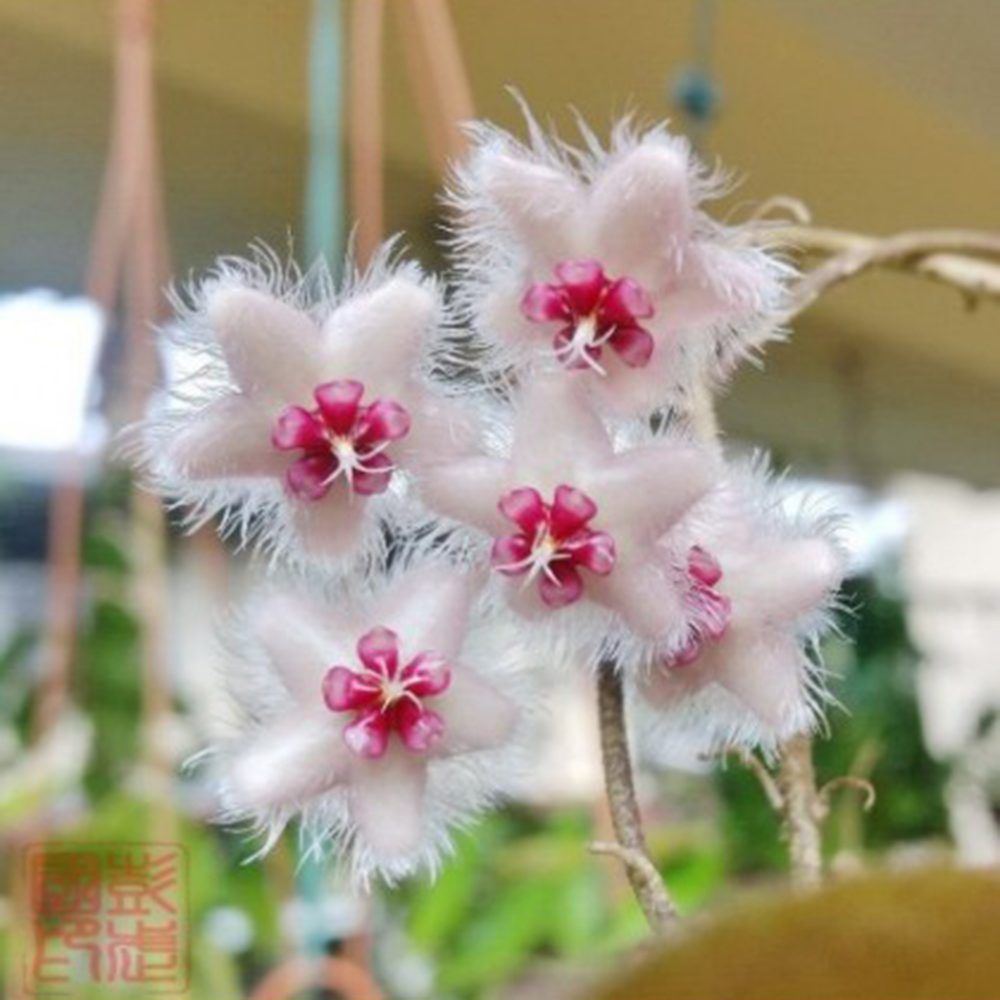 Hoya caudata silver