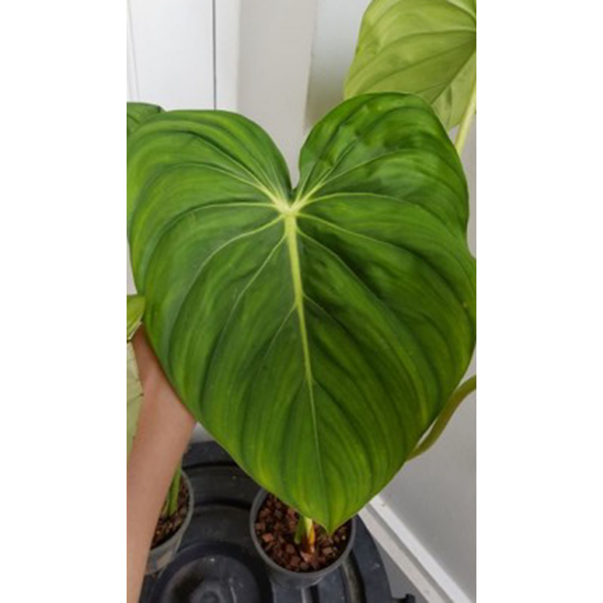 Philodendron Pastazanum Botgarden