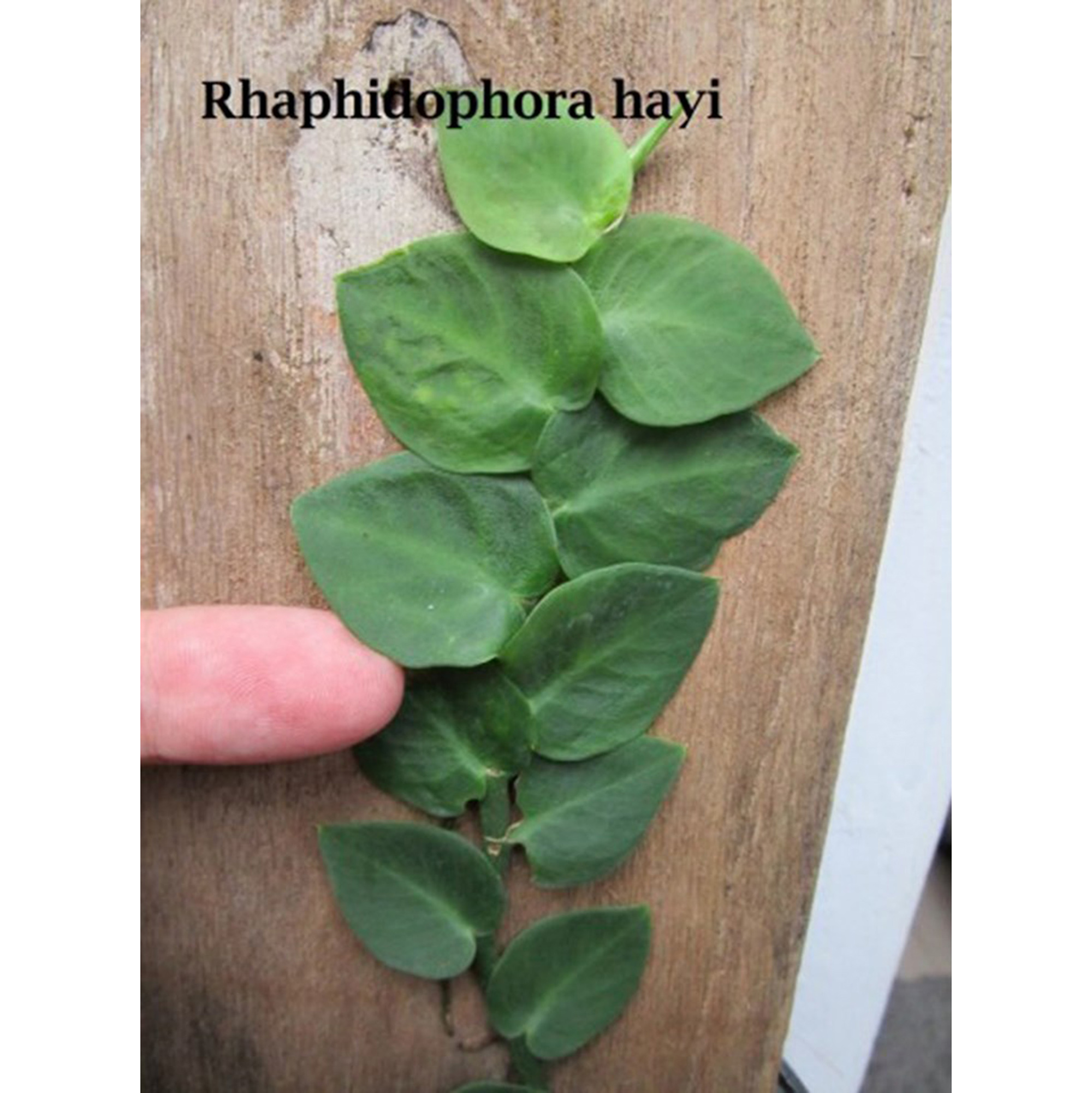 Rhaphidophora Hayi