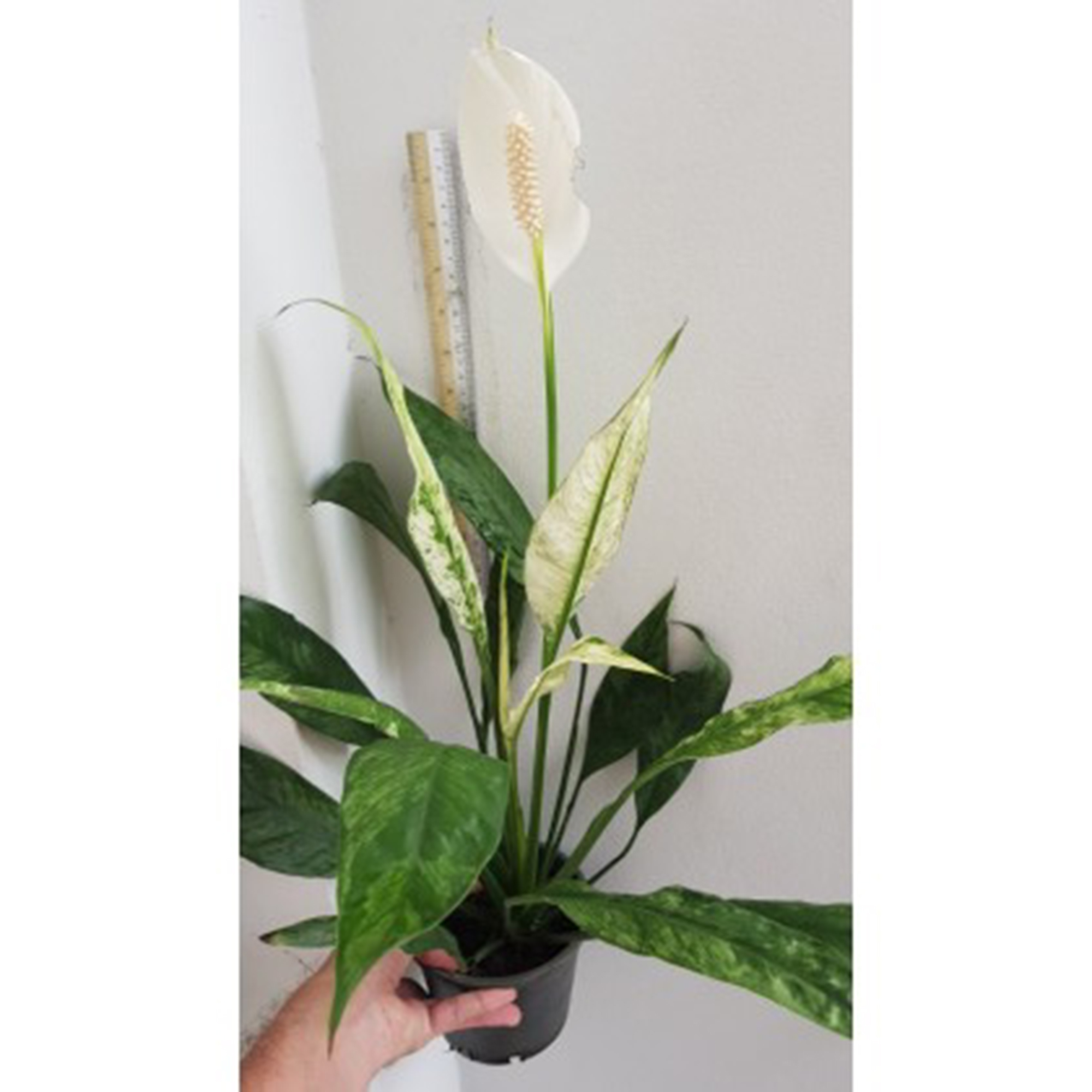 Spathiphyllum Wallisii Variegated Botgarden