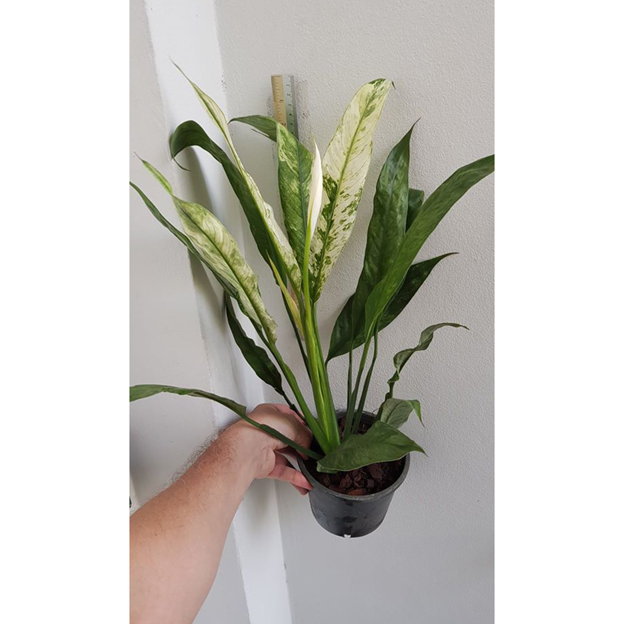 Spathiphyllum Wallisii Variegated Botgarden