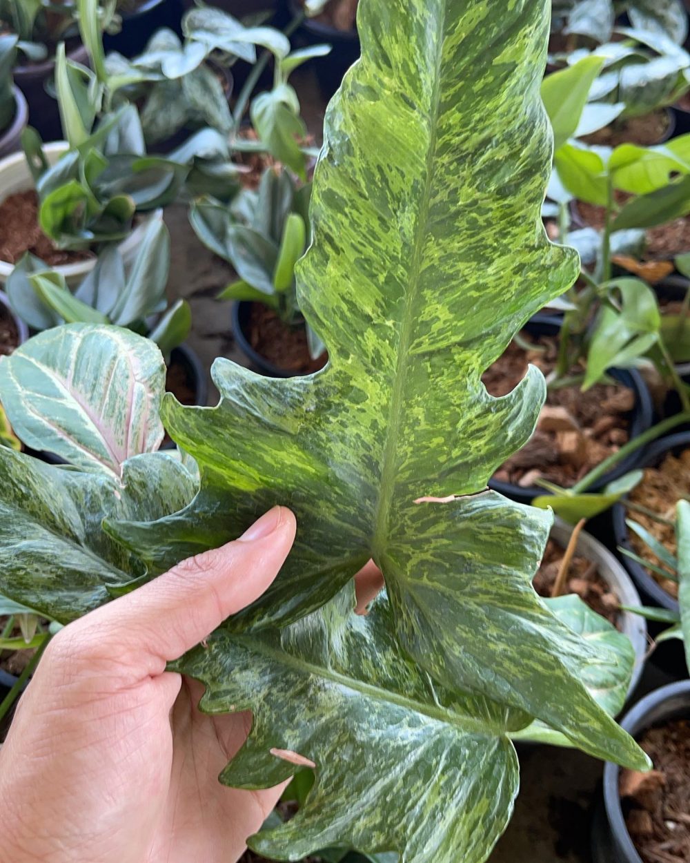 philodendron minarum