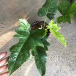 Philodendron minarum lime fiddle