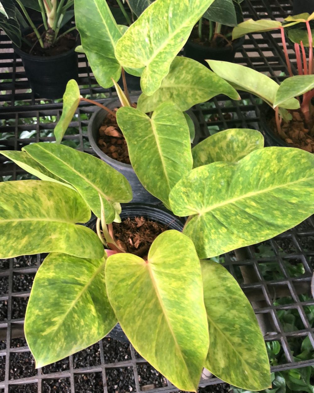 Philodendron painted lady