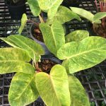 Philodendron painted lady