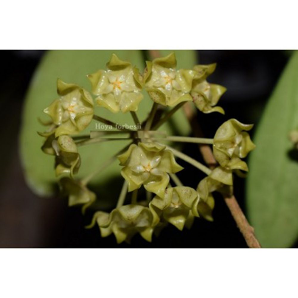 Hoya forbesii - Image 2