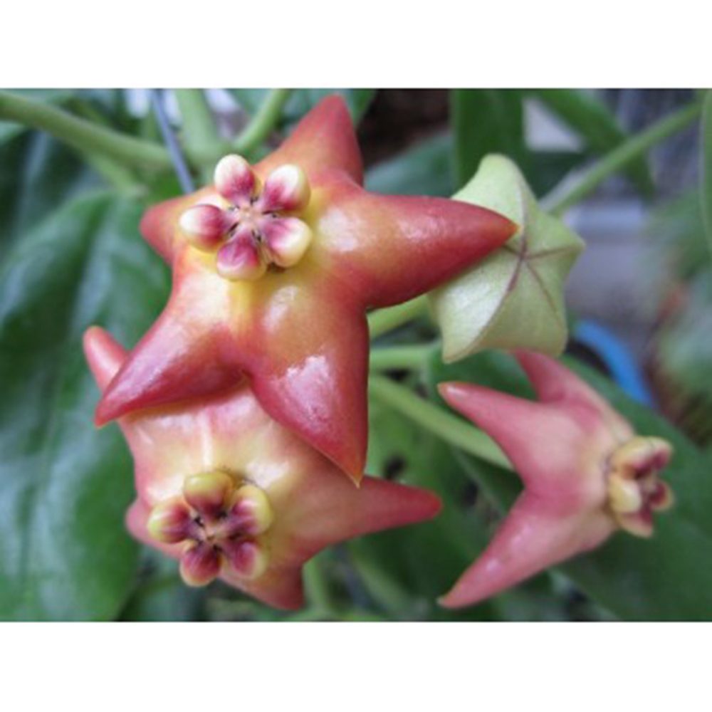 Hoya Sussuela